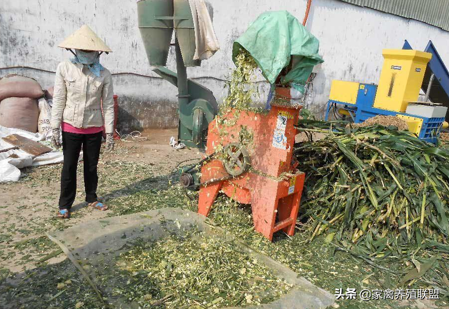 小鸭吃什么食物好养活.适合鸭子吃的野草是什么