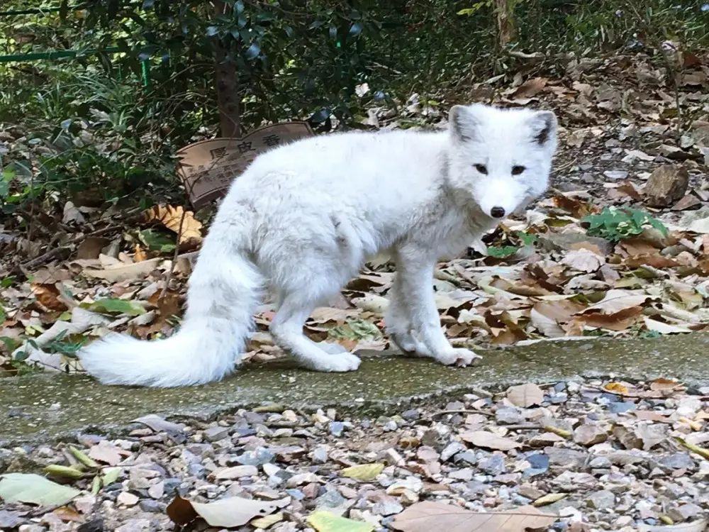 狐狸真有狐臭吗为什么,路遇狐狸有什么说法嘛