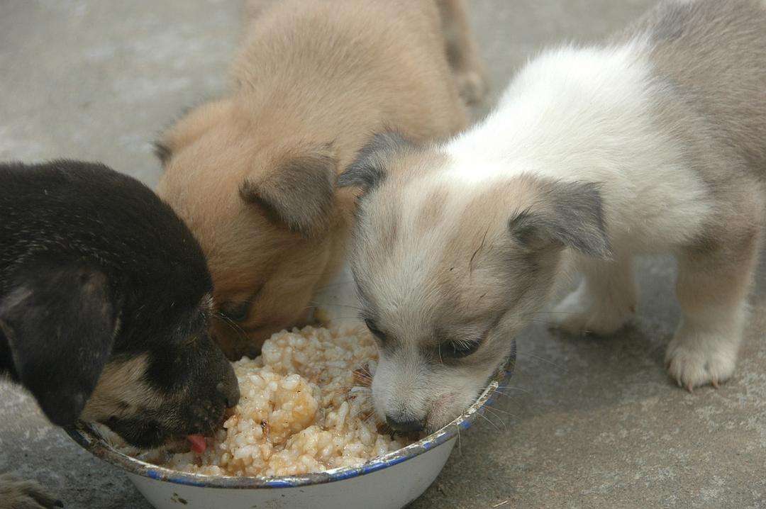 狗能吃姜么，狗狗不能吃人吃的饭菜