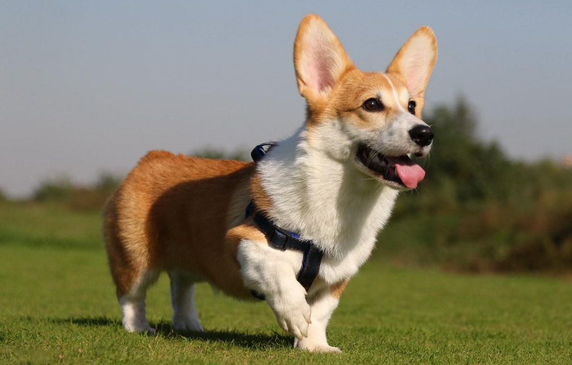 柯基吃什么食物最好最健康，新手怎么养柯基幼犬