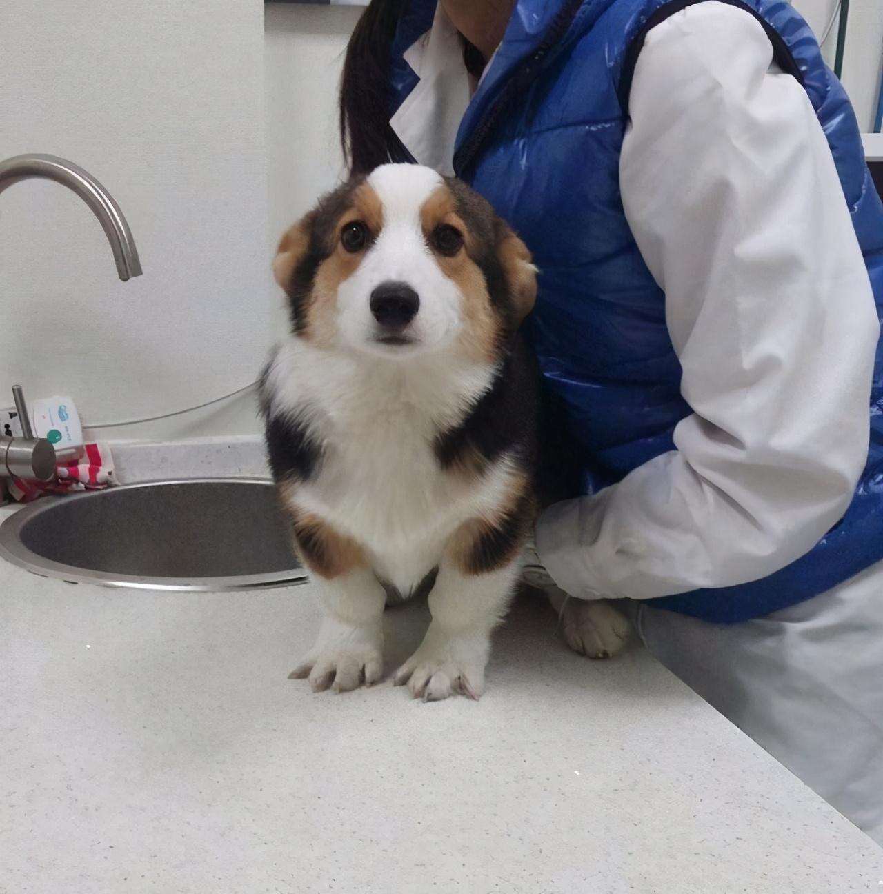 柯基吃什么食物最好最健康，新手怎么养柯基幼犬