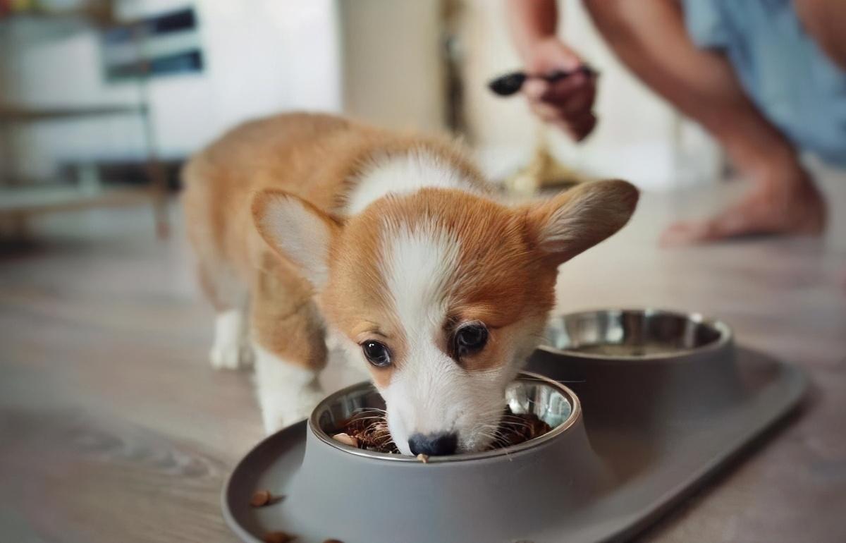 柯基吃什么食物最好最健康，新手怎么养柯基幼犬