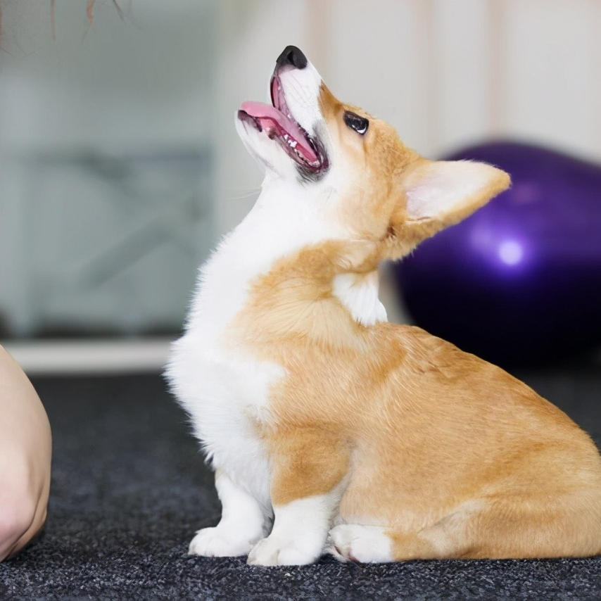 柯基吃什么食物最好最健康，新手怎么养柯基幼犬