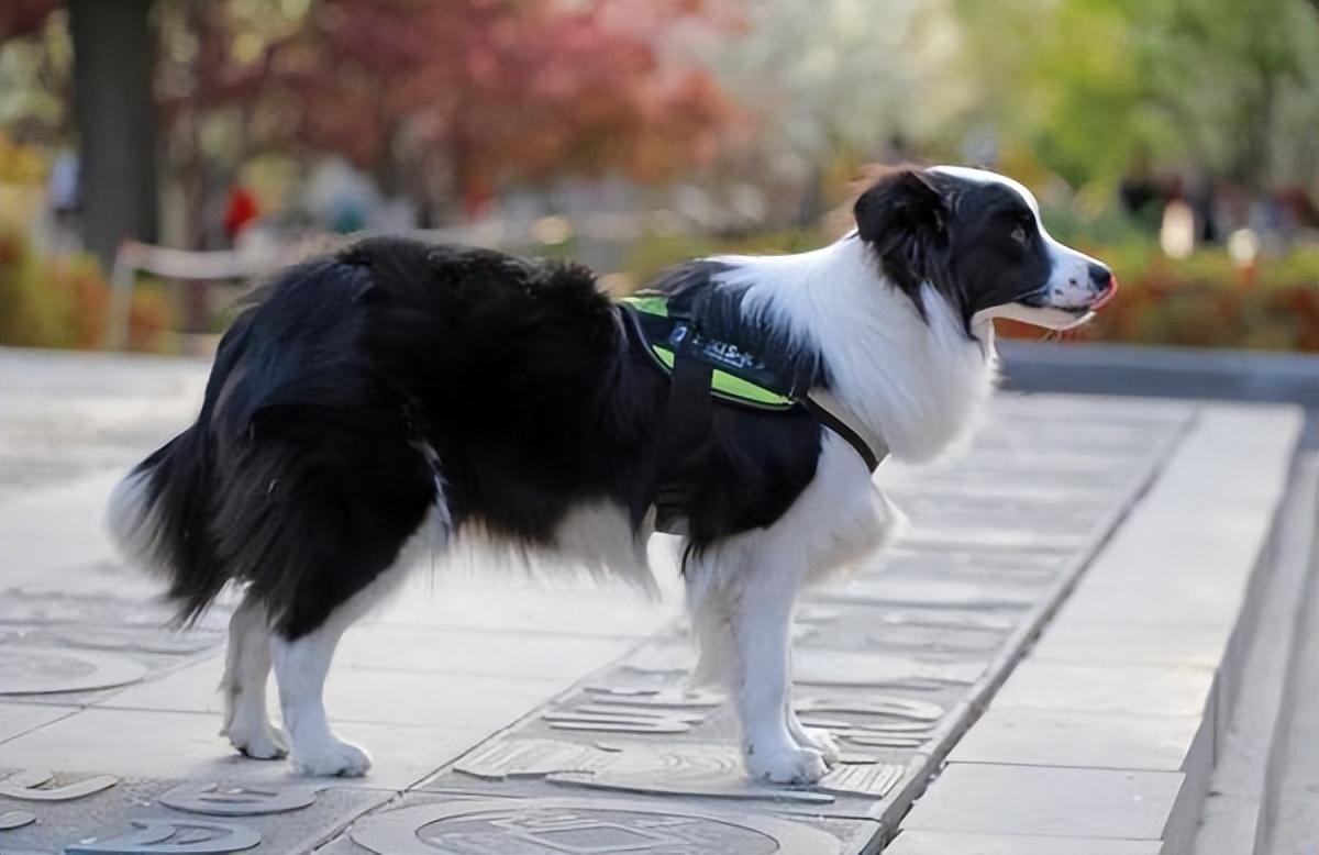 萨摩耶是大型犬吗还是小型，城市里可以养的大型犬种有哪些