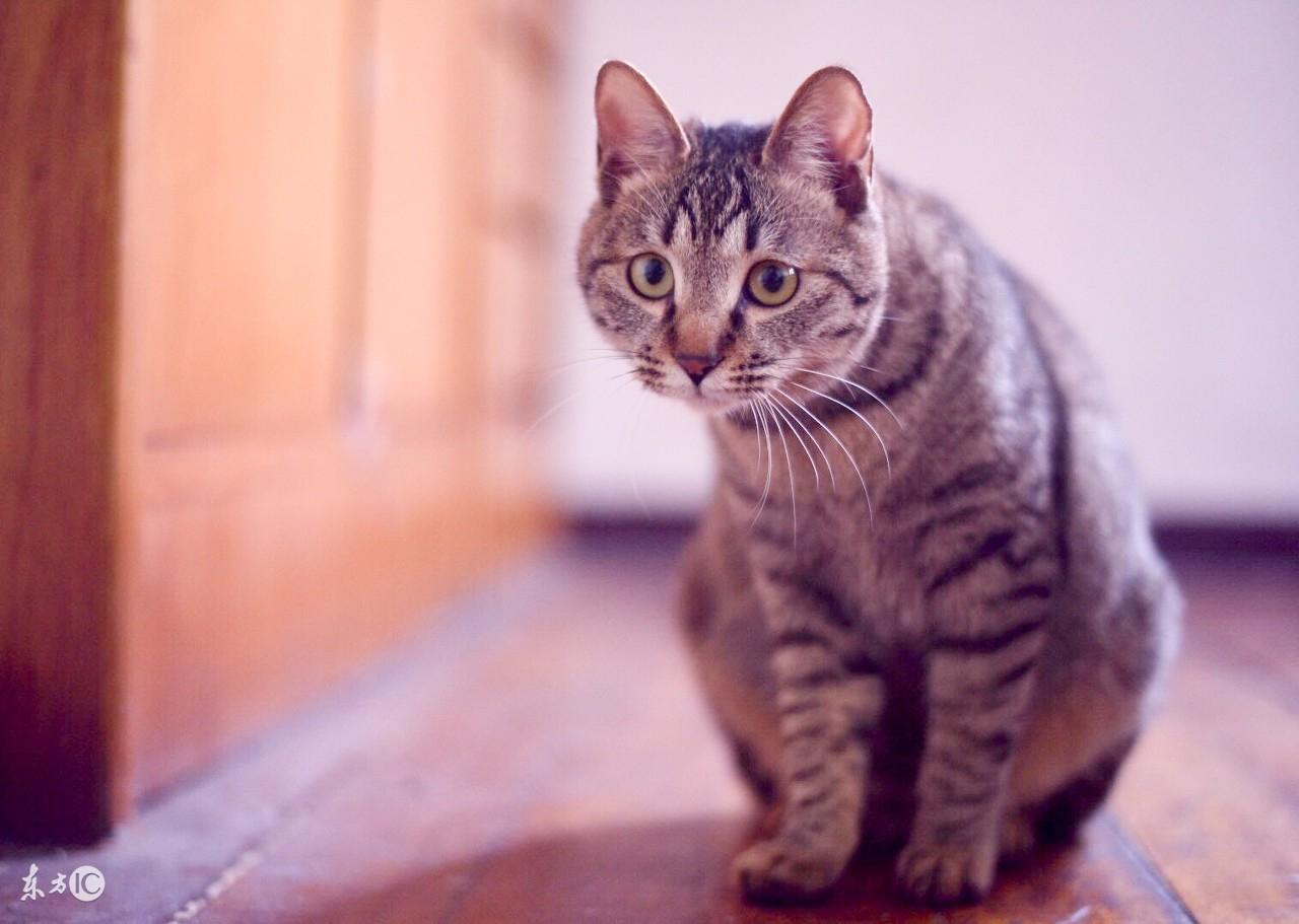 长毛狸花猫和普通狸花猫的区别,狸花猫分几种品种图片