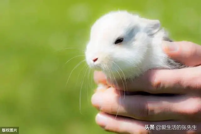 可以认主的小型异宠物,宿舍养,适合家养的迷你小动物有哪些