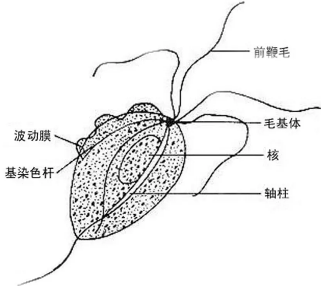 猫咪驱虫后几天能洗澡洗头,猫咪每个月都要做驱虫吗