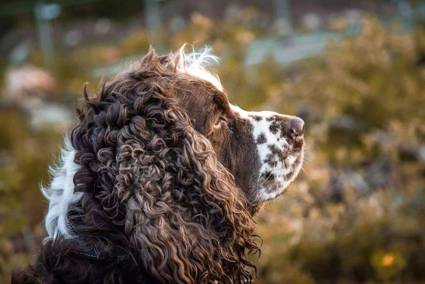 史宾格犬的优点和缺点是什么,史宾格犬的简介