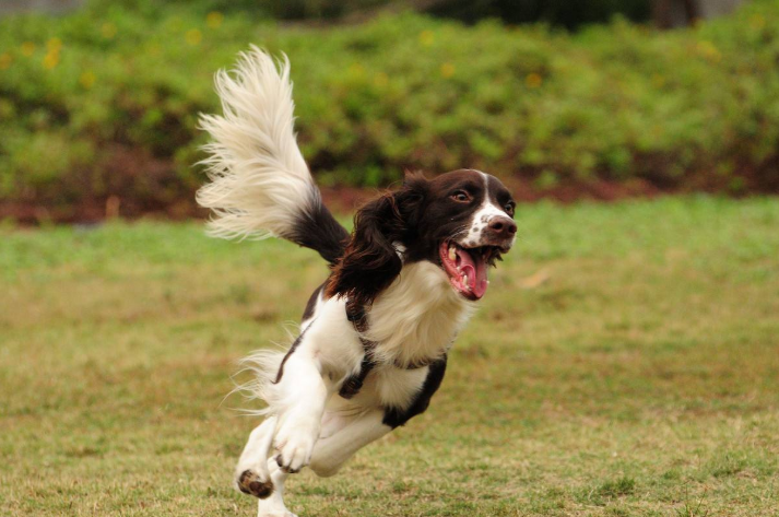 史宾格犬的优点和缺点是什么,史宾格犬的简介