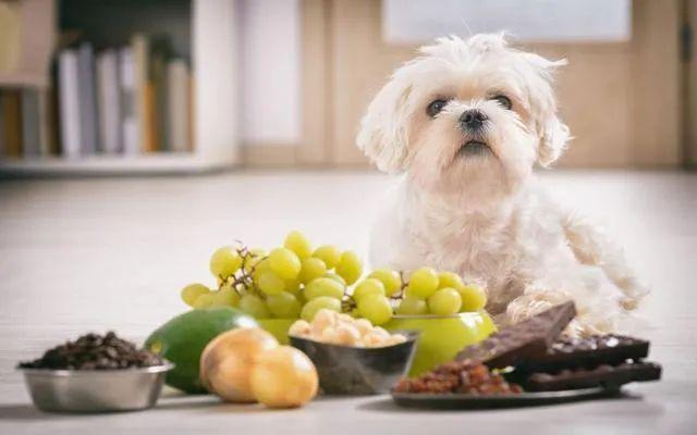 狗狗可以吃葡萄干吗,狗狗饮食注意事项有哪些