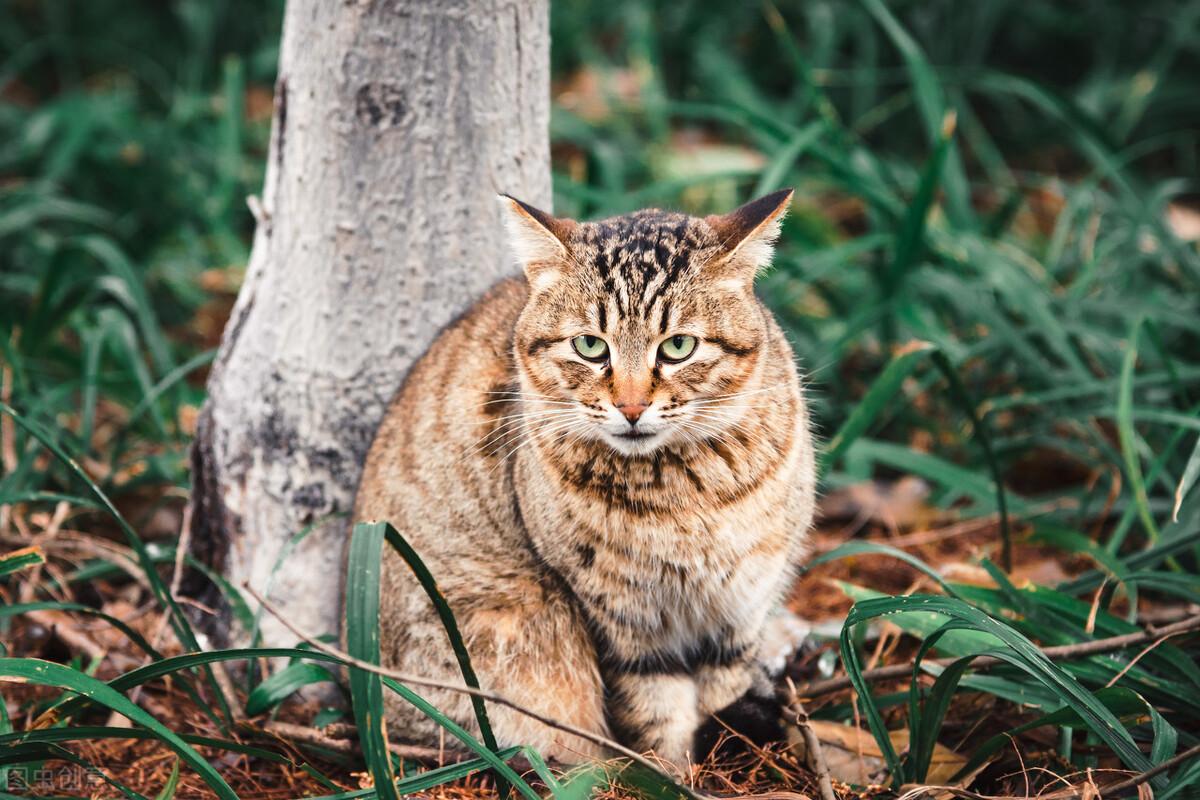 美短棕虎斑猫和狸花猫的区别,美短长得有点像狸花猫怎么办