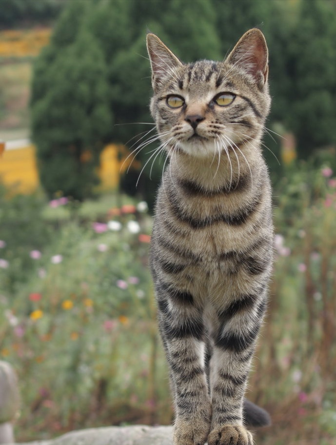 美短棕虎斑猫和狸花猫的区别,美短长得有点像狸花猫怎么办