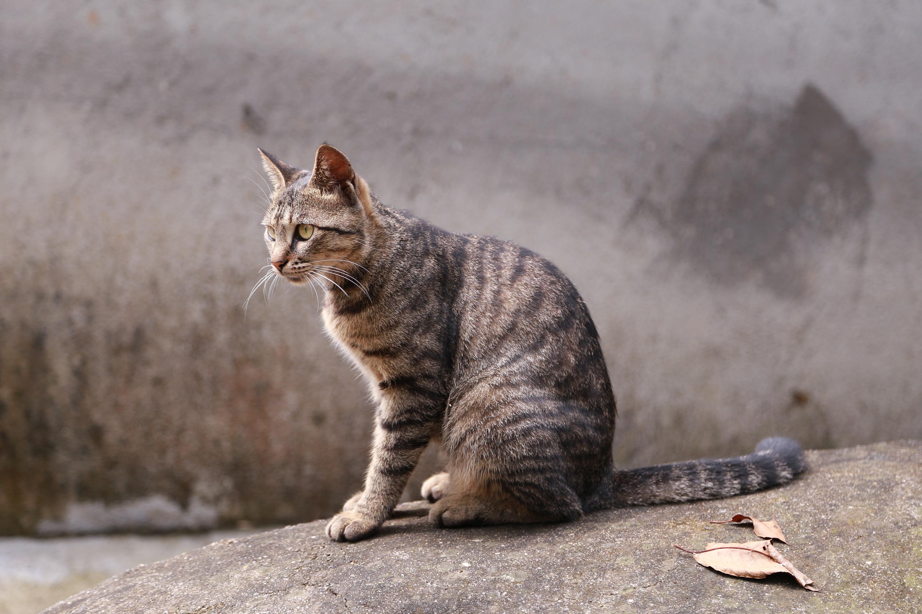 美短棕虎斑猫和狸花猫的区别,美短长得有点像狸花猫怎么办