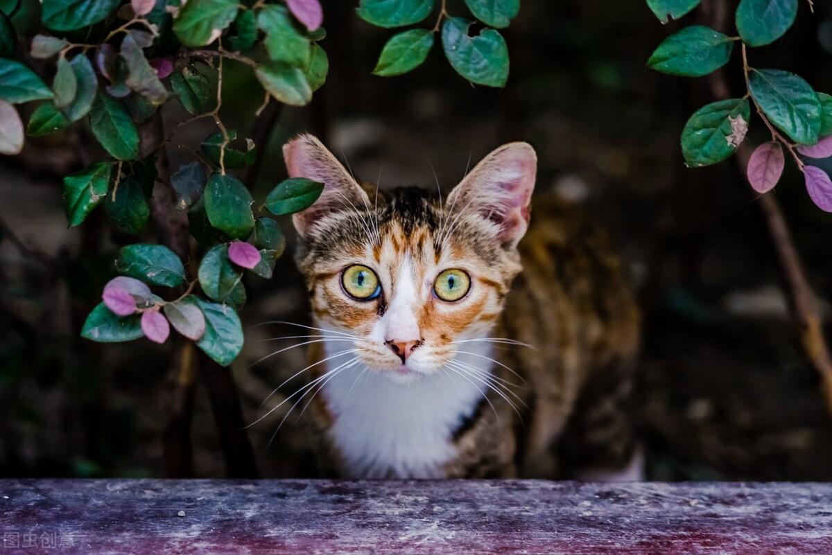 美短棕虎斑猫和狸花猫的区别,美短长得有点像狸花猫怎么办