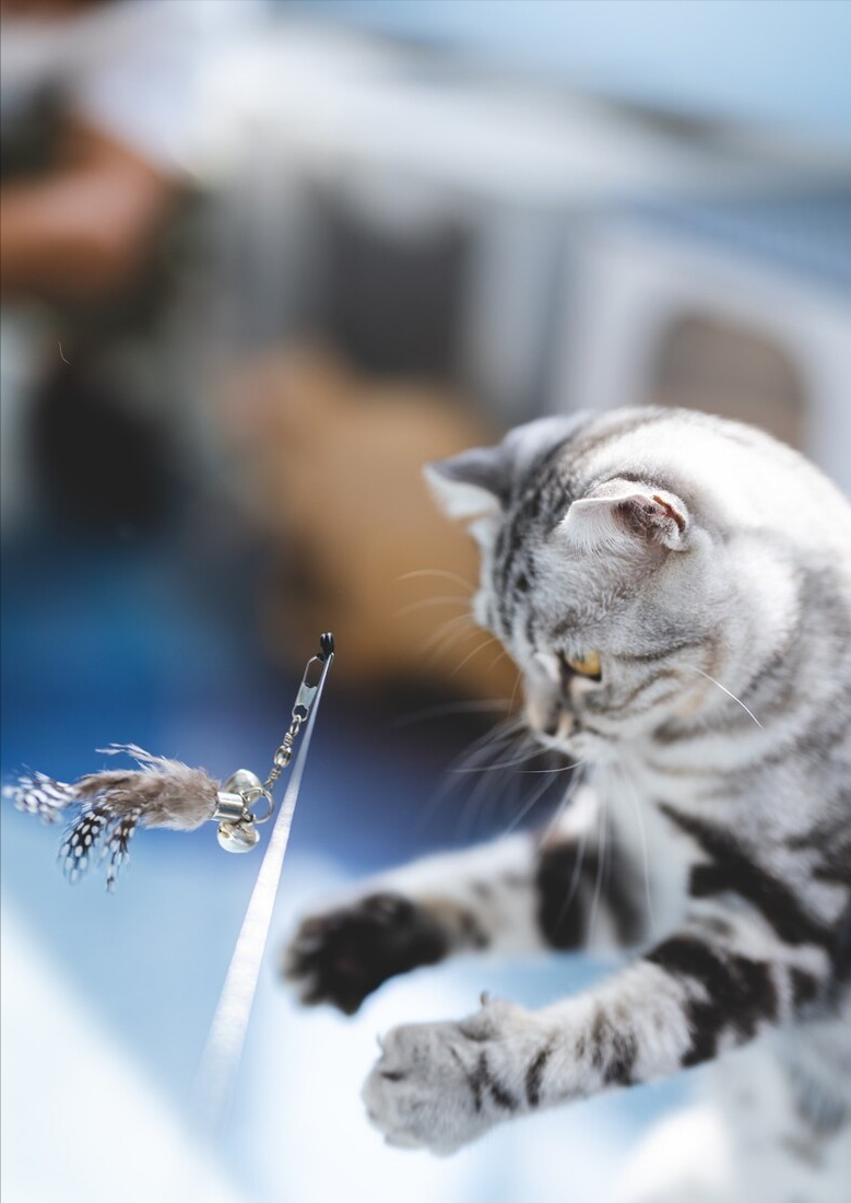 美短棕虎斑猫和狸花猫的区别,美短长得有点像狸花猫怎么办