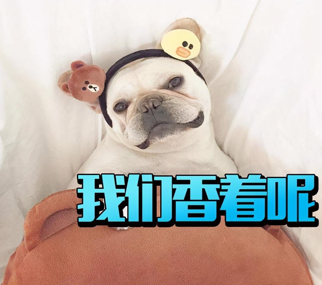 巴吉度犬为什么被禁养的原因,体味大的狗狗排名榜