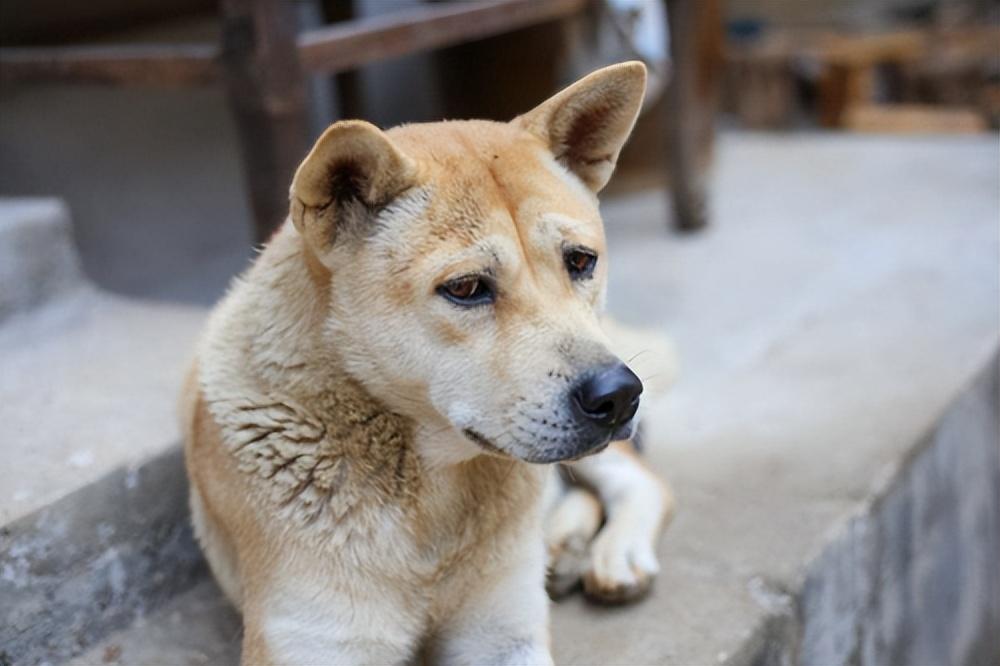 巴吉度犬为什么被禁养的原因,体味大的狗狗排名榜