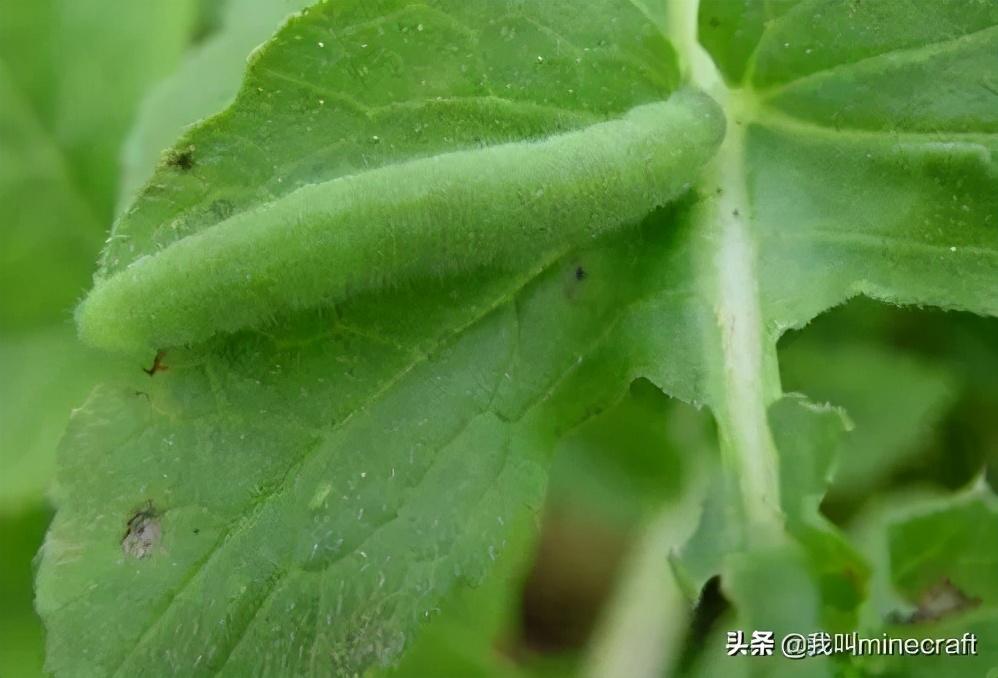 蚰蜒咬人伤口图片 症状，农村家里常见的虫子有哪些