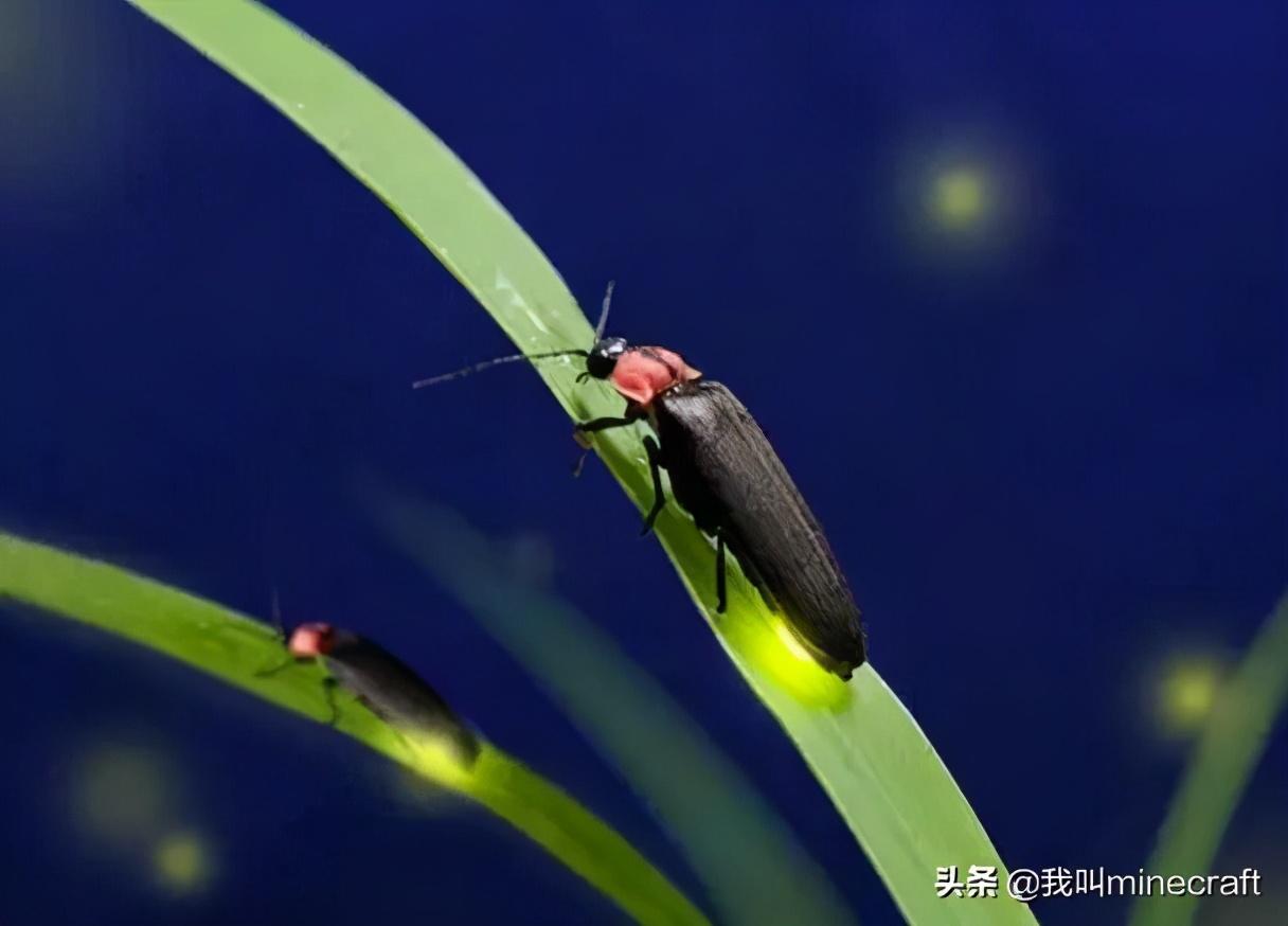 蚰蜒咬人伤口图片 症状，农村家里常见的虫子有哪些