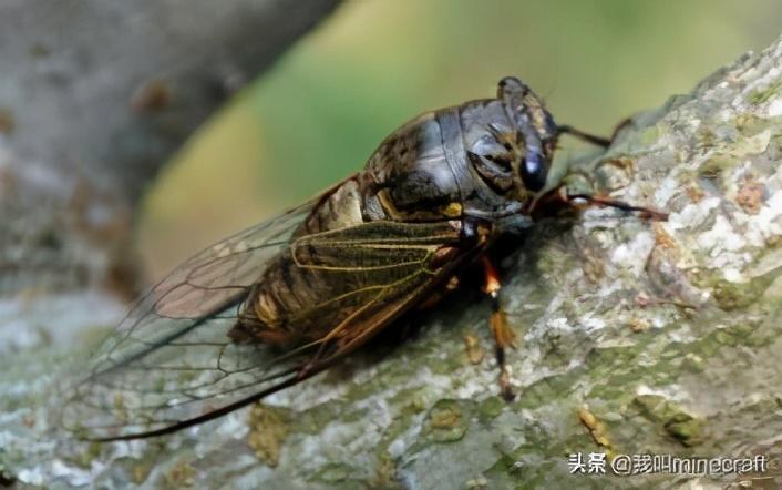 蚰蜒咬人伤口图片 症状，农村家里常见的虫子有哪些