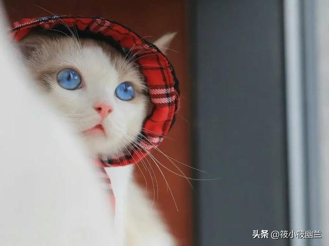 猫咪吃鸡蛋可以吃蛋白吗，猫对蛋白质的吸收率是多少