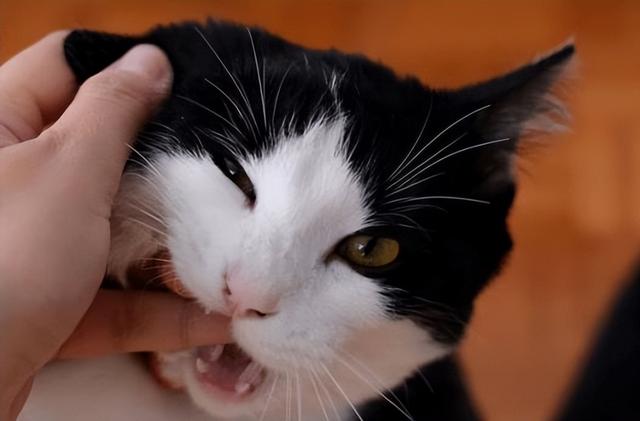 小猫喜欢咬人手是什么原因引起的,如何训练幼猫不咬人的方法