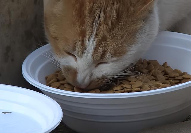 流浪猫吃什么食物除了猫粮（流浪猫可怜吗其实不可怜）