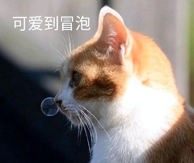 两个月的小猫打喷嚏是怎么回事,猫咪生病的症状有哪些?