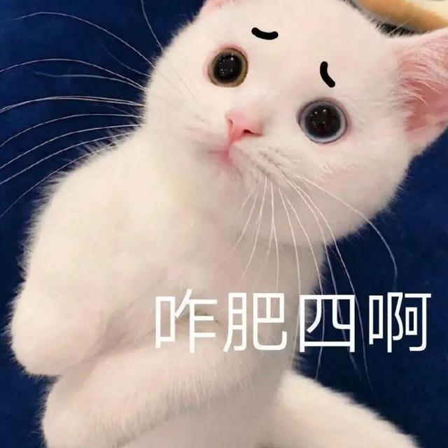 猫的背弓起来是说明什么(猫背拱起来什么意思)