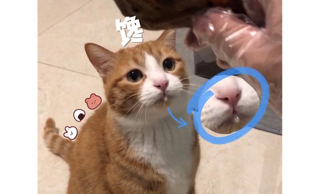 为什么橘猫那么容易胖起来(十个橘猫九个胖,还有一个压塌炕)