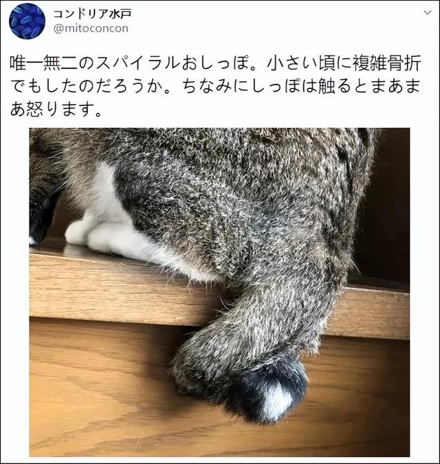 猫咪麒麟尾长什么样(麒麟猫是什么品种的猫)