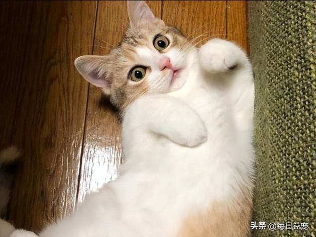 猫的耳朵的形状和特点是什么，四个耳朵的猫是什么猫品种