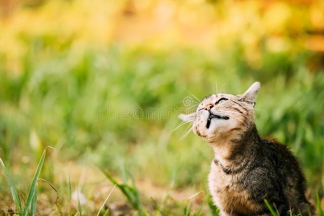 猫咪食欲不振是什么原因引起的,猫咪求助的行为和表现有哪些