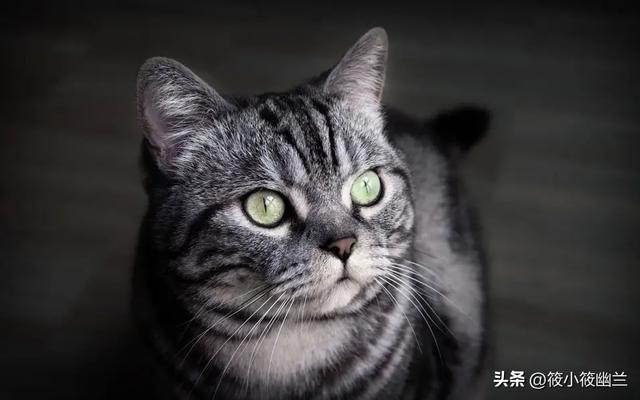 猫吃生肉好吗会胖吗,猫吃生肉的好处和坏处有哪些