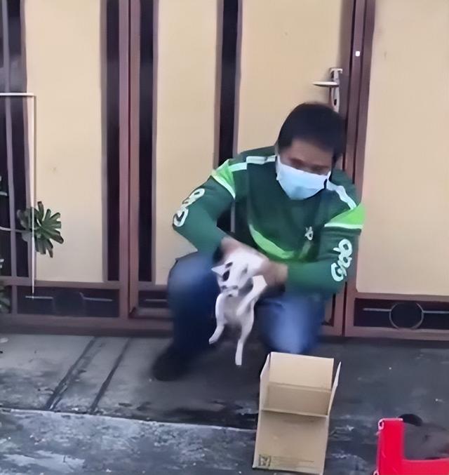 救了流浪猫其实是猫救了你(救了一只流浪猫意味着什么)