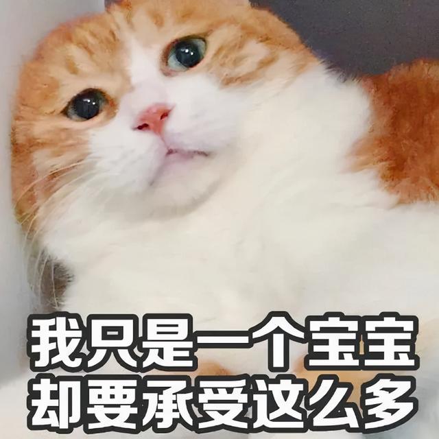 猫死前的症状有哪些表现，猫咪临终前的告别信号