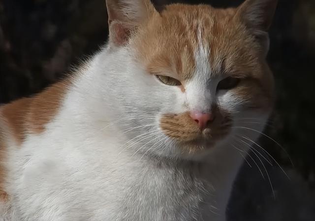 流浪猫吃什么食物除了猫粮（流浪猫可怜吗其实不可怜）