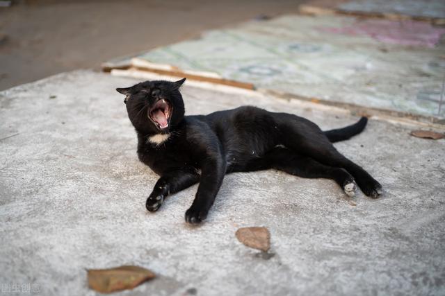 治疗猫瘟的土方法有哪些,猫鼻支怎么治能除根