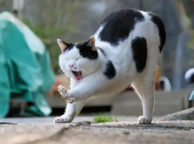 猫的背弓起来是说明什么(猫背拱起来什么意思)