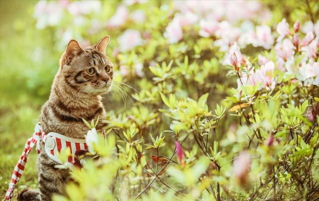 土猫和宠物猫寿命一般多少年(最忠诚的猫前四名是谁)