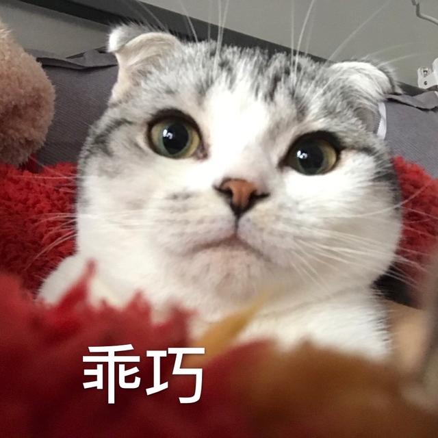 猫的蛋蛋割掉以后猫会怎么想（公猫绝育后性格会变吗注意事项）