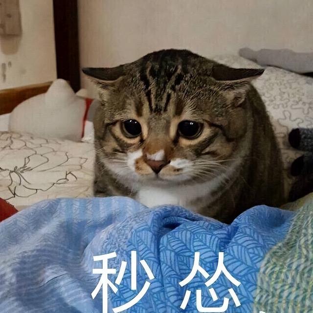 猫咪平时喝什么水比较好（猫不能喝的水有哪些种类）