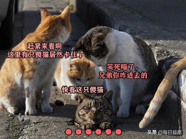 橘猫和狸花猫是一个品种吗（橘猫救狸花猫的故事）