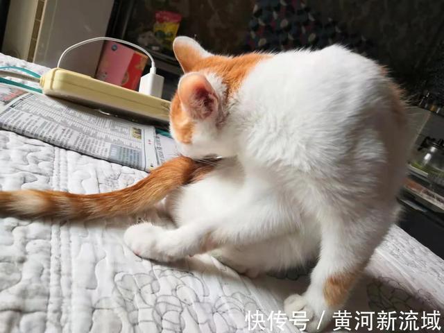 猫咪鼻子上有黑色斑点怎么回事，猫咪生病了不吃东西怎么办