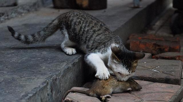 怎么判断一个猫会不会捉老鼠了（有这些行为说明熊猫智商高）