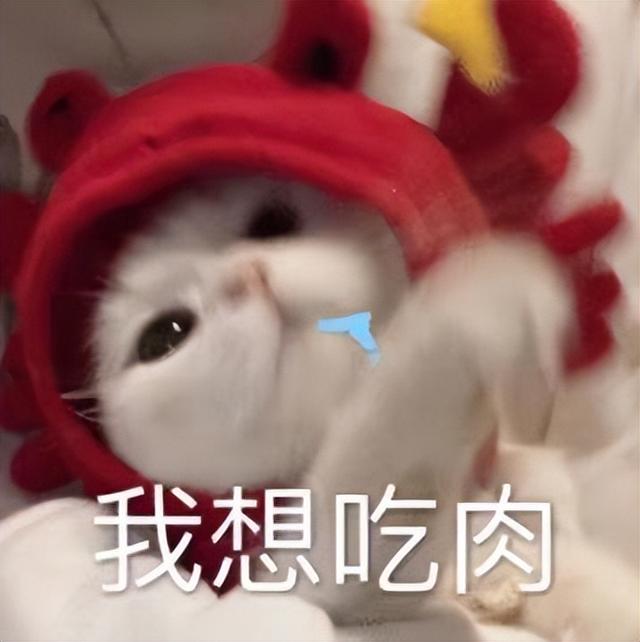 抓猫最好的方法是什么流浪猫,让猫喜欢你的小秘诀有哪些