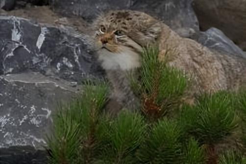 美英短三花猫是什么品种（长毛奶牛猫的性格特点是什么）