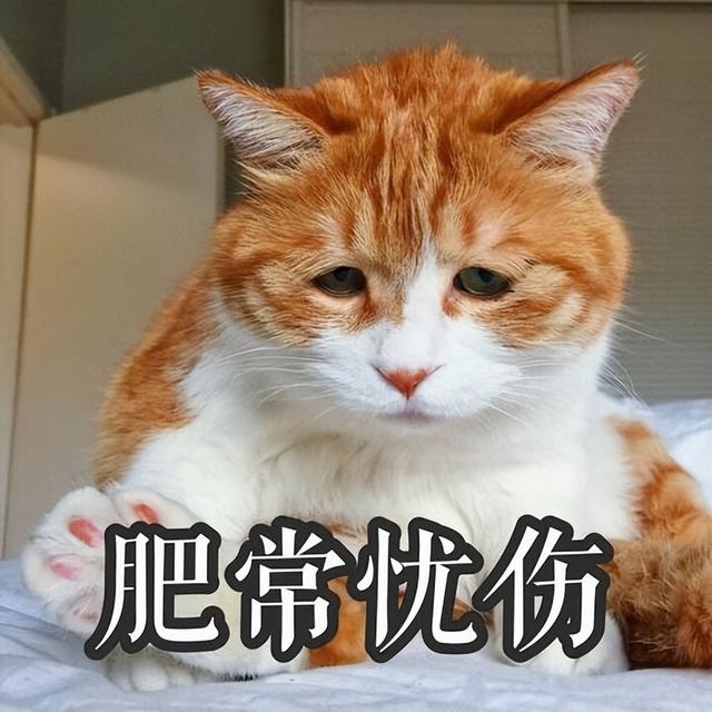 小猫鼻子干燥是正常的嘛,猫得病的各种症状有哪些