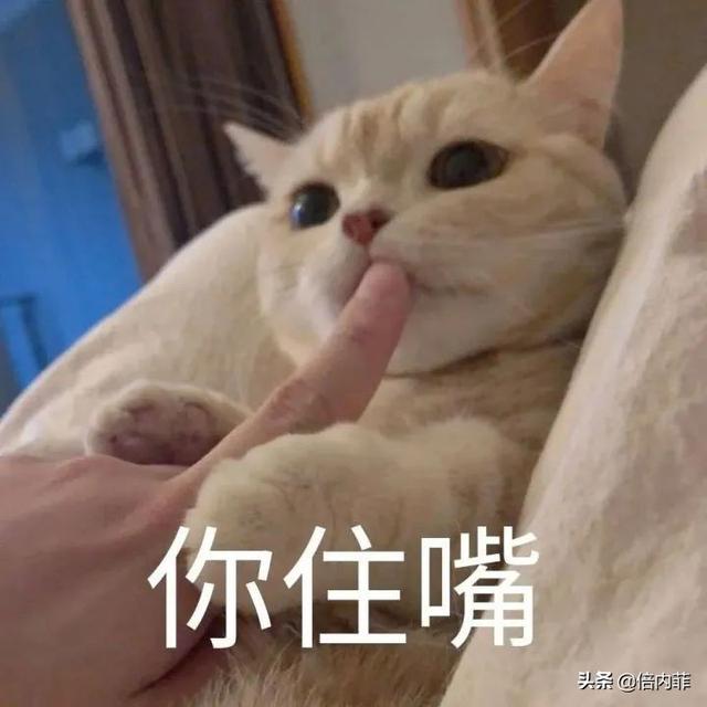 猫咪轻轻的咬人是代表什么意思啊（猫咬人的原因有哪些）