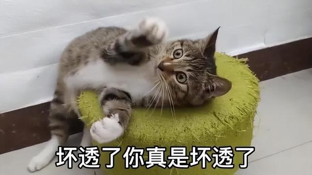 怎么判断一个猫会不会捉老鼠了（有这些行为说明熊猫智商高）